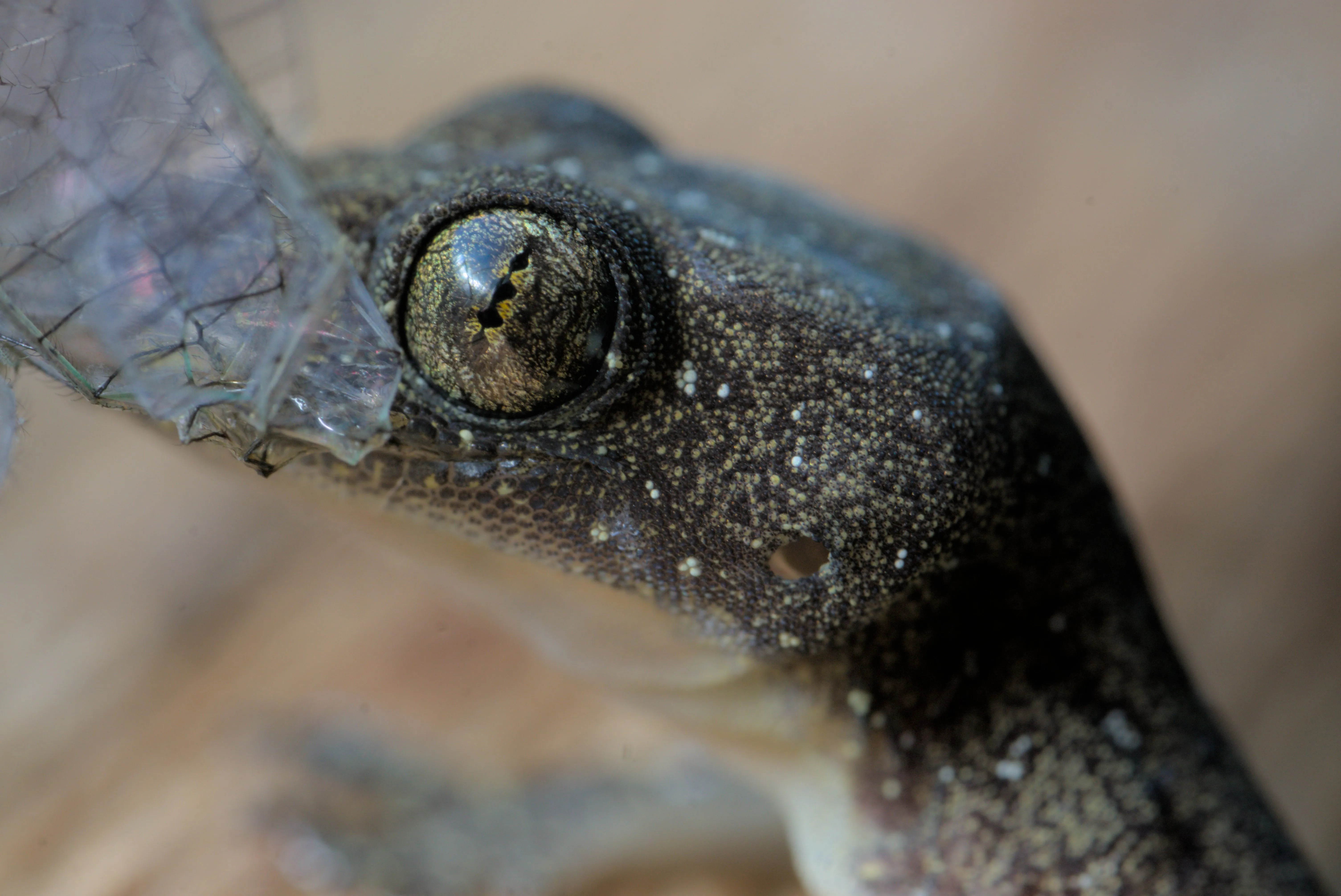 Close up view of a lizard focusing on the eye.
